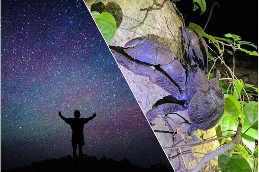A person standing under a starry sky, a tree with large leaves, and a close-up of a blue insect. 1