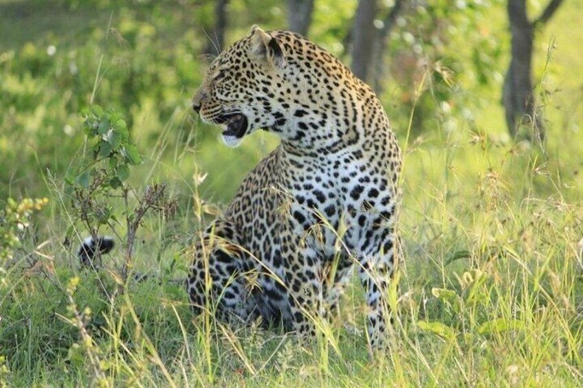 A leopard sitting in tall grass. 3