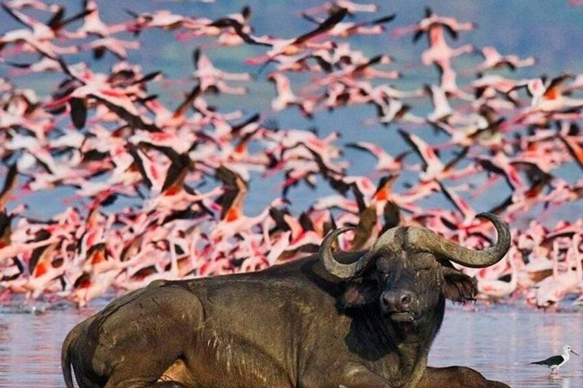 A buffalo with a flock of flamingos in the background. 5