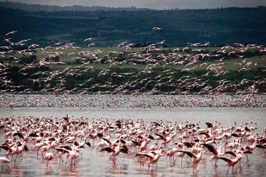 4 Days Landcruiser Safari to Masai Mara and Lake Nakuru 2