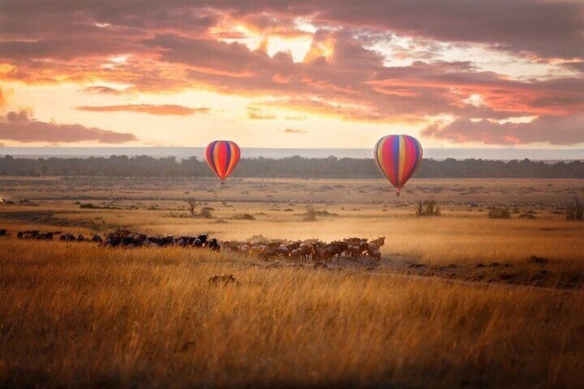 Two hot air balloons, a herd of cattle, and a sunset over a grassy landscape. 3