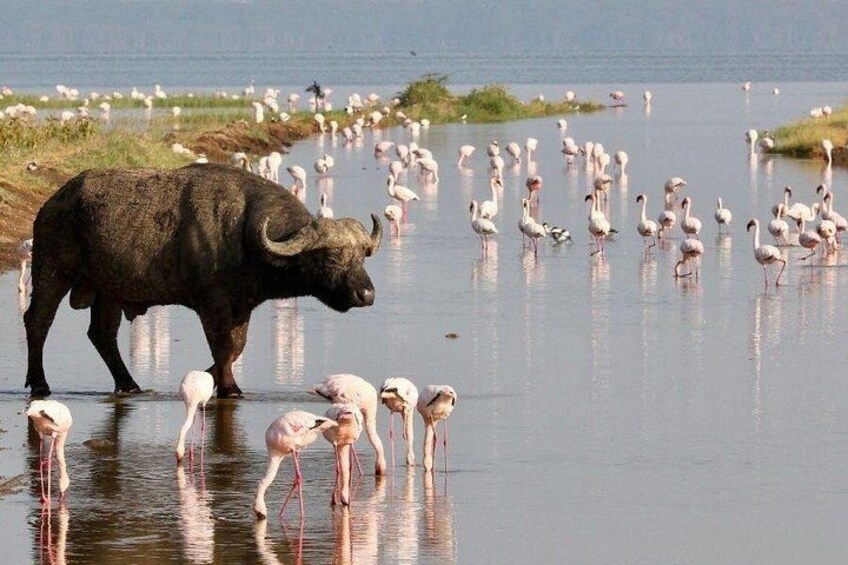 A buffalo standing in water with flamingos around. 3