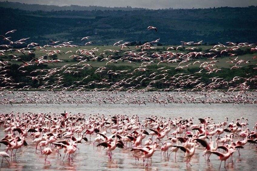 A large flock of flamingos in a shallow water body with a hilly landscape in the background. 2
