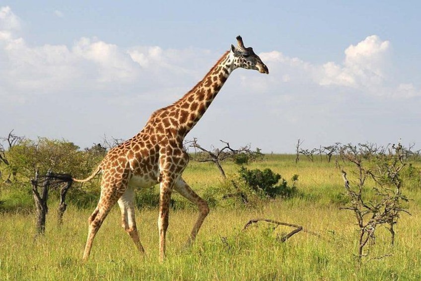 Una giraffa cammina in una savana erbosa con alberi sparsi e cielo sereno. 2