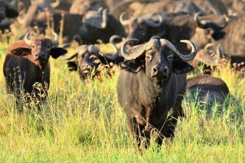 A herd of buffalo in a grassy field. 5
