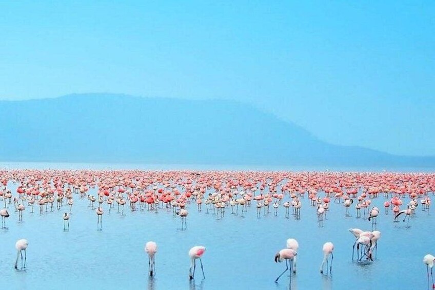 A large flock of flamingos standing in shallow water with mountains in the background. 4