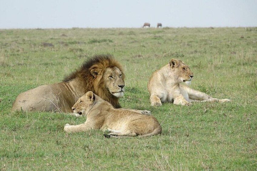 Three lions resting on a grassy plain with a few distant animals in the background. 4