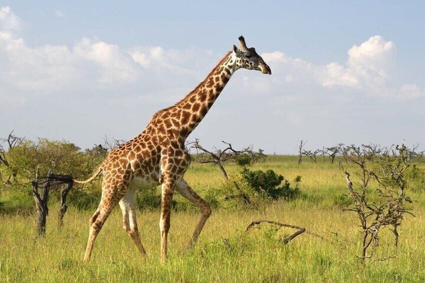 A giraffe walking in a grassy field with trees and a clear sky in the background. 2