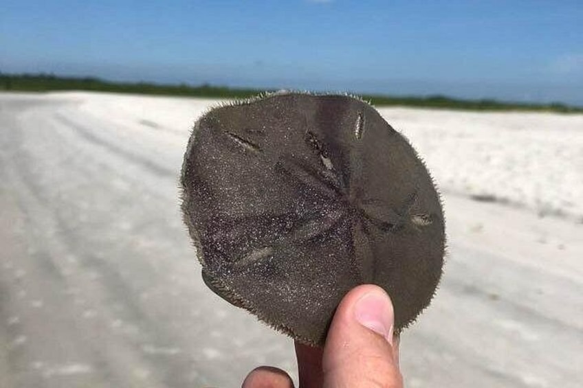 A hand holding a sea urchin shell with a sandy beach and ocean in the background. 4