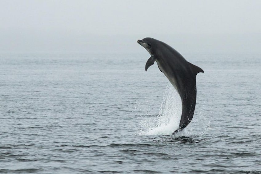 A dolphin leaping out of the water. 5