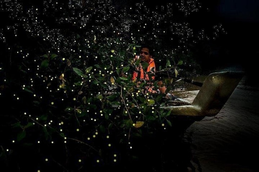 Fireflies boat ride 3