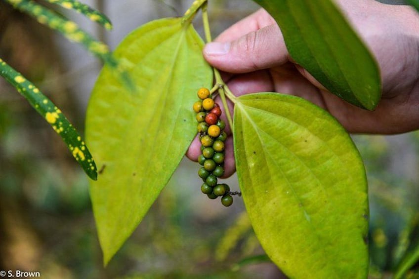 Una mano sosteniendo una planta con hojas verdes y un racimo de frutos pequeños y redondos. 1