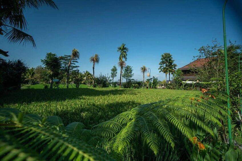 Ubud Luxury Balinese Spa Massage with Amidst Rice Fields 2