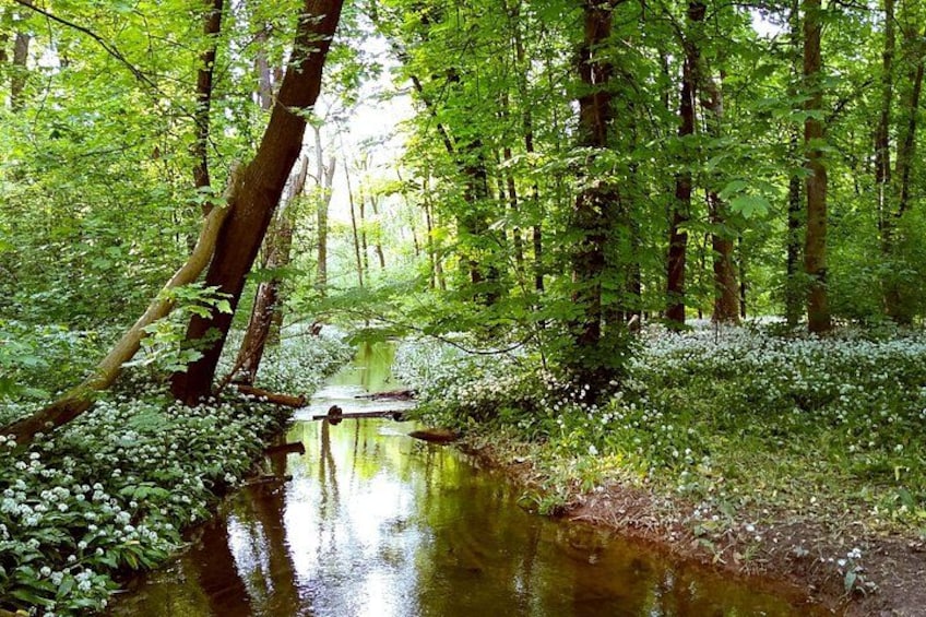 Auwald 4