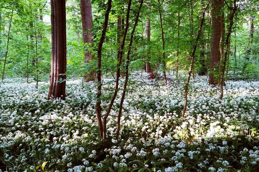 A forest with tall trees and a ground covered in white flowers. 3