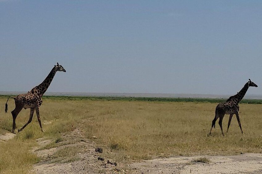 Twee giraffen lopen over een pad in een grasveld. 2