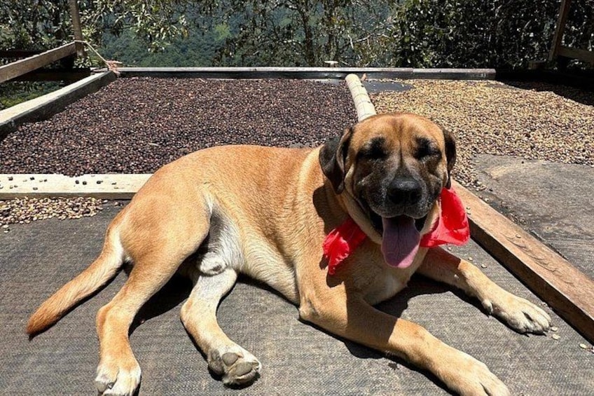 En hund ligger på en yta med ojämn struktur och har en röd bandana runt halsen. Den är omgiven av en träkonstruktion och ett område med grus. 4