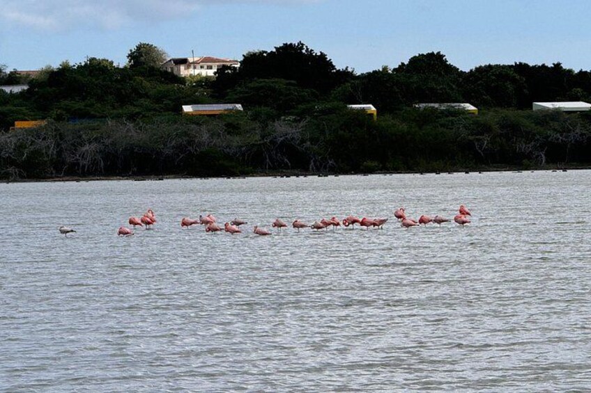 Un grupo de flamencos en un cuerpo de agua con una costa lejana y edificios. 3