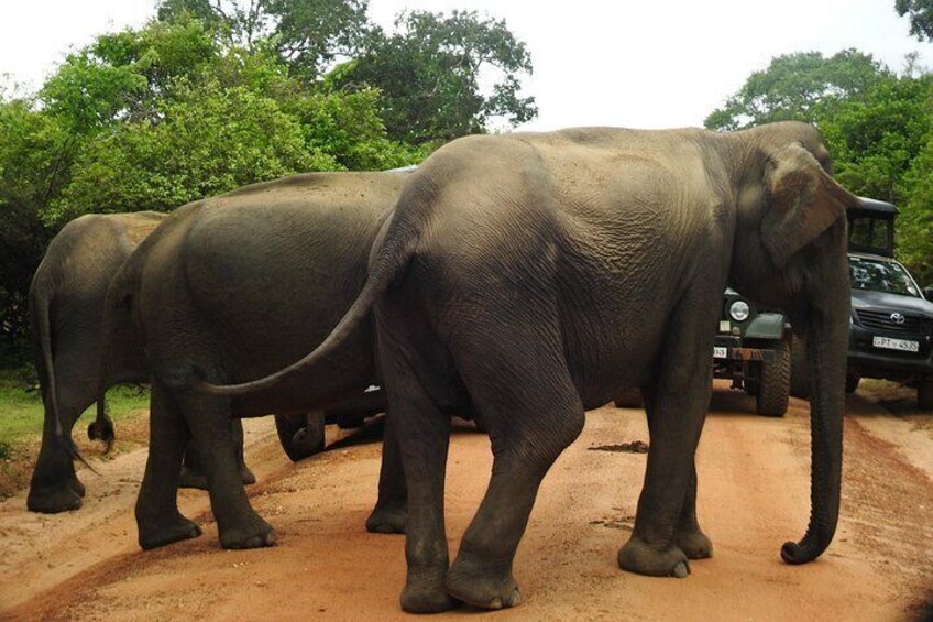 Yala osha safari - Full day safari 3