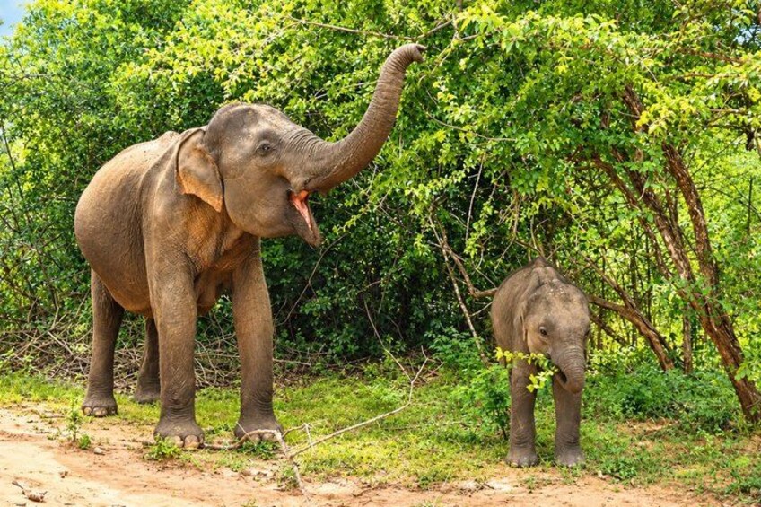 Full Day Safari ( The Best for Leopards & Elephants and more..) 5