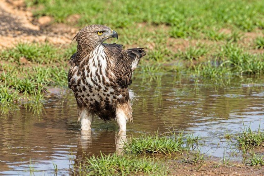 A bird standing in shallow water with grass around. 2