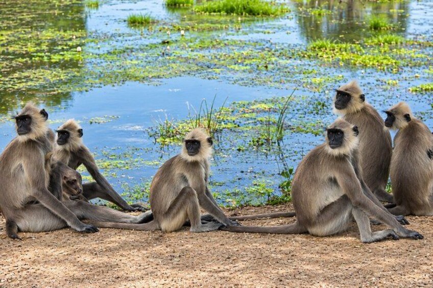 A group of monkeys sitting by a water body with lily pads. 3