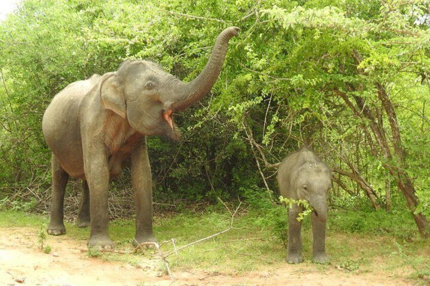 Yala osha safari - Full day safari 2