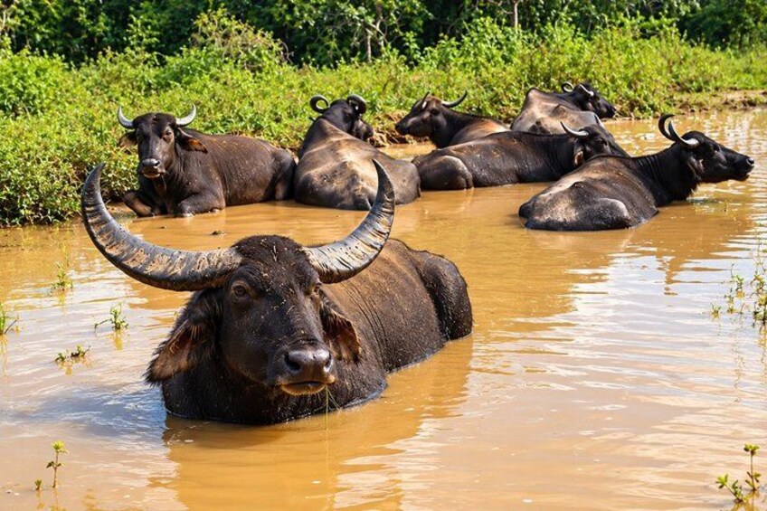 A group of water buffalo resting in a muddy water body surrounded by greenery. 4