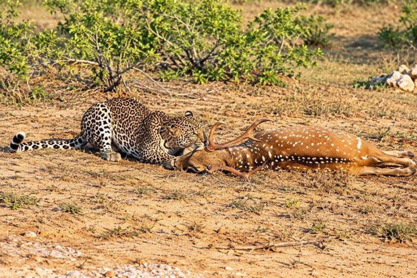 Full Day Safari ( The Best for Leopards & Elephants and more..) 1