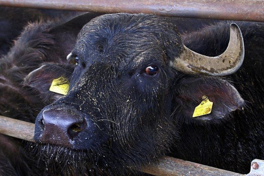 A black cow with yellow ear tags, lying down in a metal enclosure. 2
