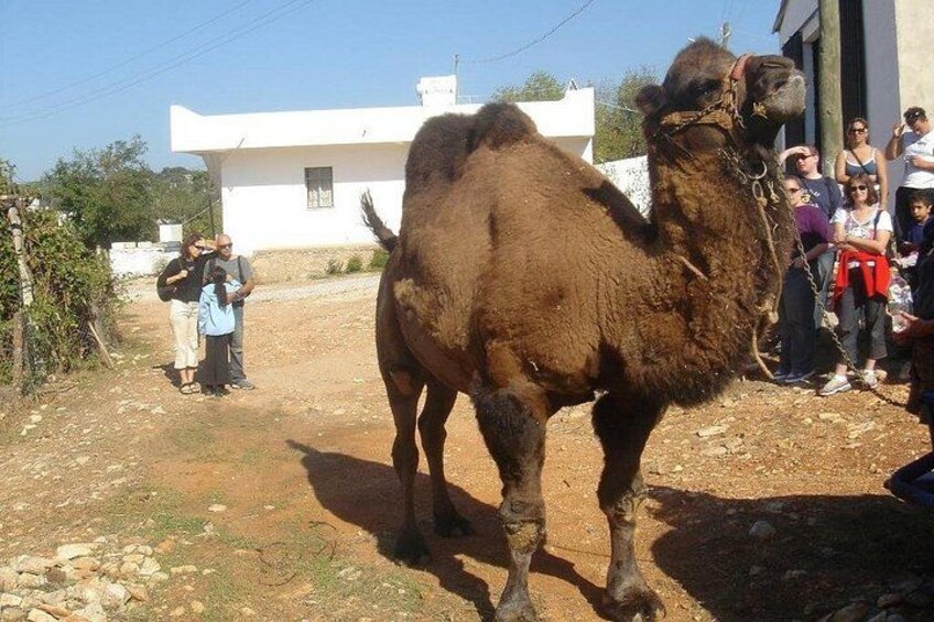 Full-Day Private Bodrum Jeep Tour with Lunch 5