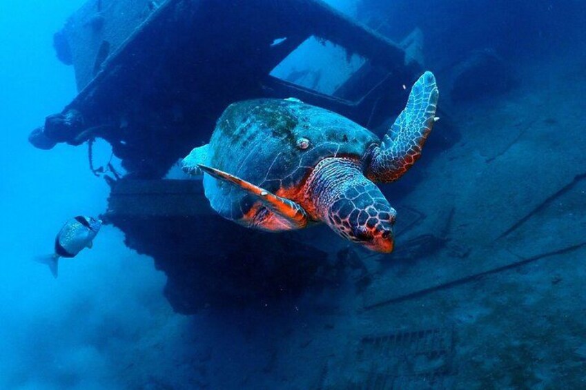 Larnaca Snorkelling Zenobia Wreck 1