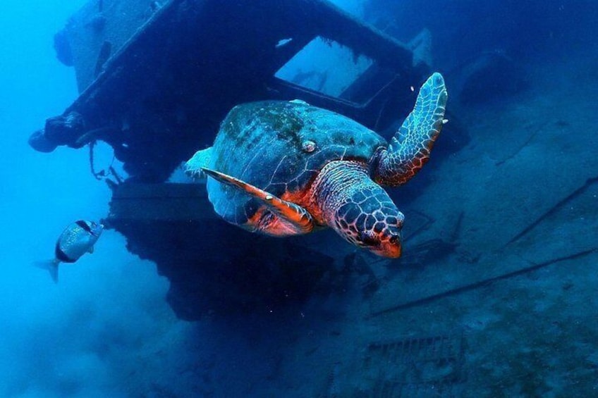 Larnaca Snorkelling Zenobia Wreck 1