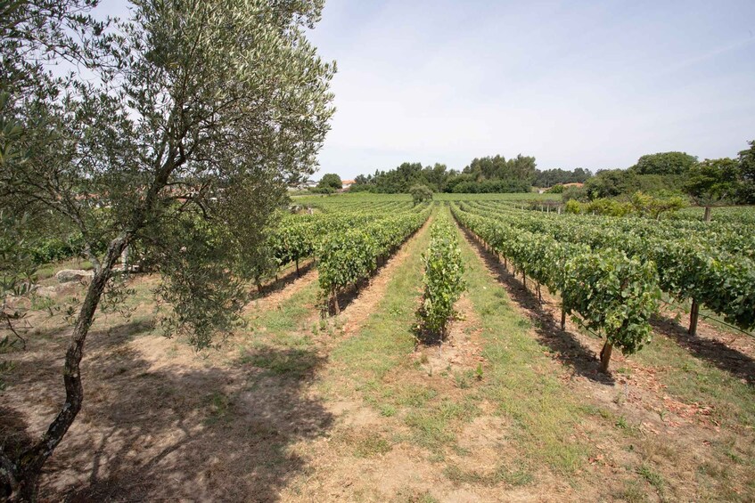 Picture 16 for Activity 1818 Family Estate Cooking Class & Vineyard (30m from Porto) 2