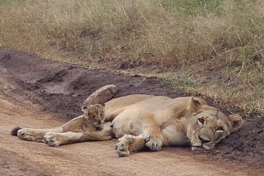 Dos leones descansando sobre un sendero de tierra en una zona cubierta de hierba. 1