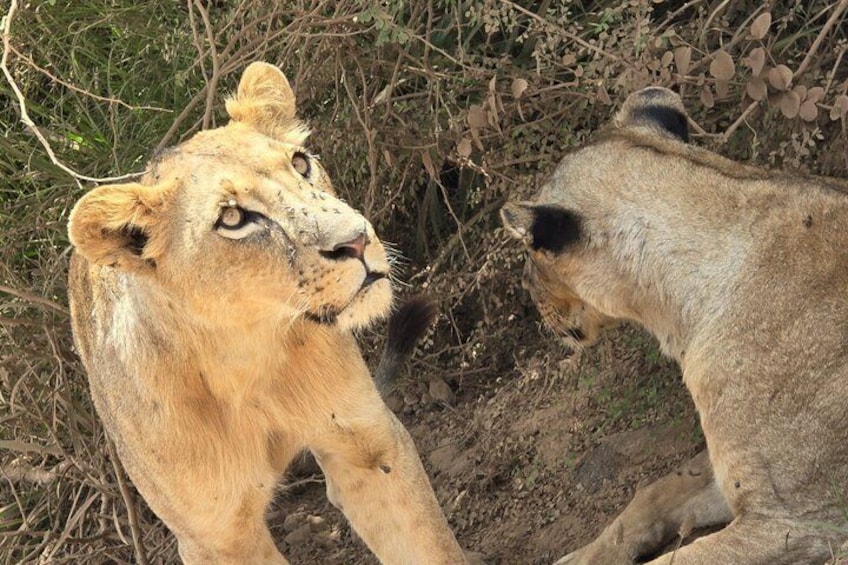 Nairobi National Park Half Day Tour 3