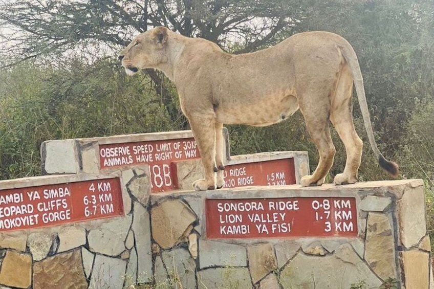 Nairobi National Park Half Day Tour 4