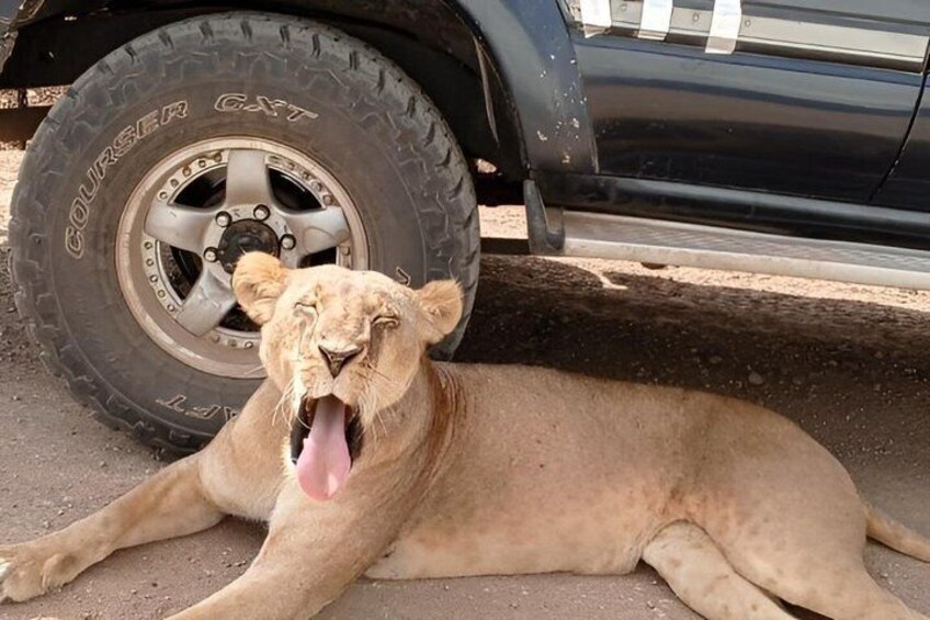 Nairobi National Park Half Day Tour 2