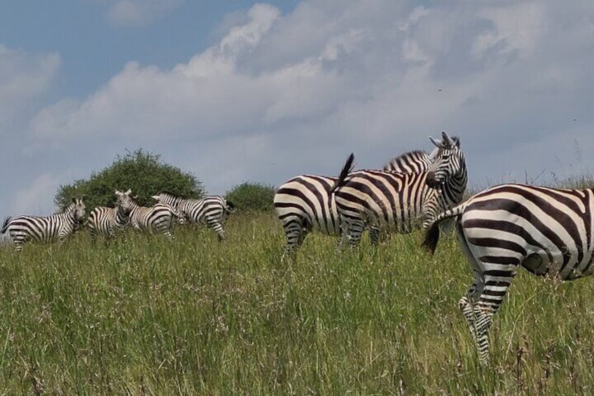 Zebras grazing in a grassy field with trees in the background. 1