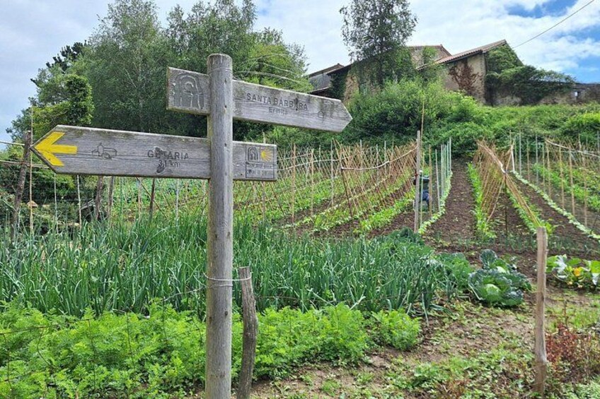 A vineyard with rows of grapevines, a wooden signpost with directional arrows, and a rural landscape with trees and a building in the background. 5