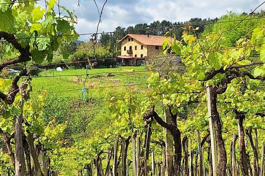 Hiking the Camino de Santiago Along Vineyards from San Sebastian 2