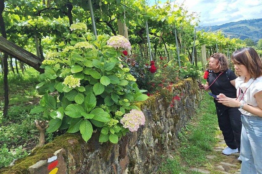 A vineyard with rows of grapevines, a stone wall, and a path. 4