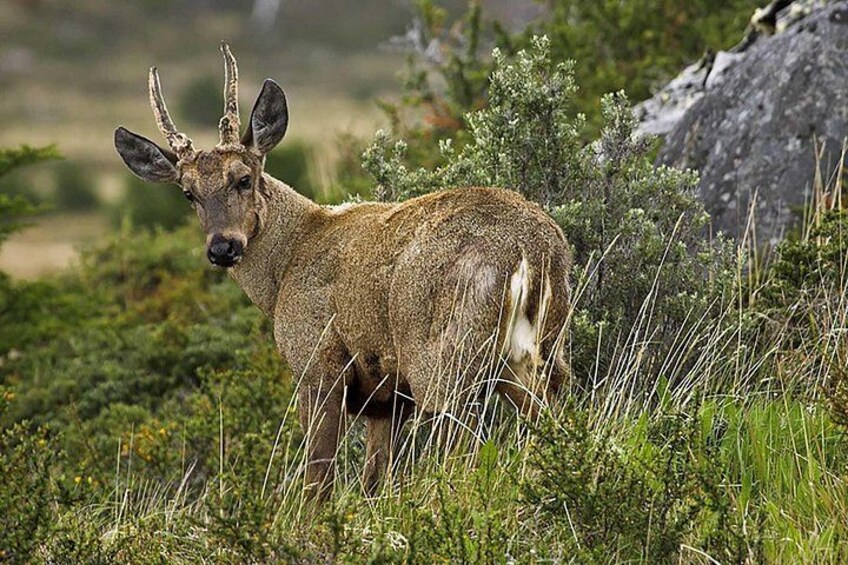 A deer in a grassy field with bushes and a rock in the background. 3