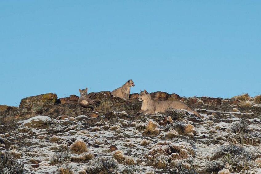 Puma Tracking Safari in Torres del Paine 5