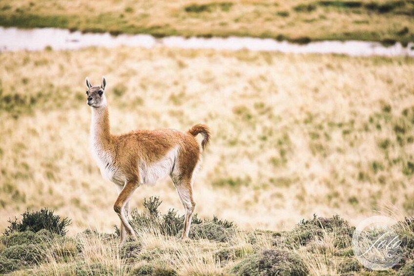 Puma Tracking Safari in Torres del Paine 4
