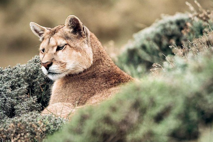 A cougar resting among shrubs in a natural setting. 2