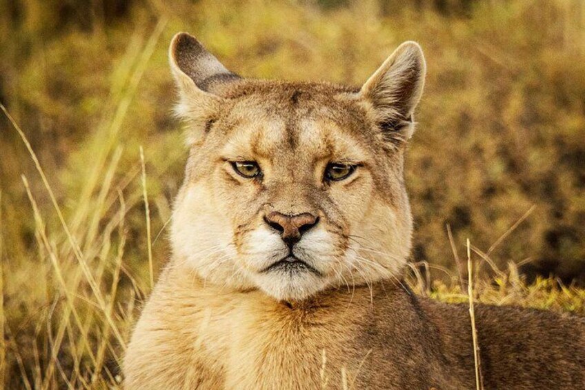 A cougar in a grassy field. 1