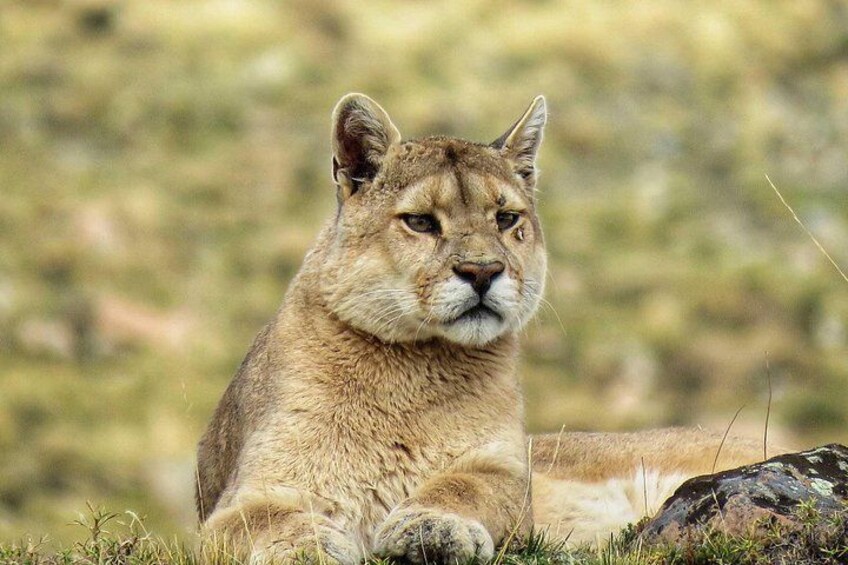 A mountain lion lying on grass with a blurred natural background. 4