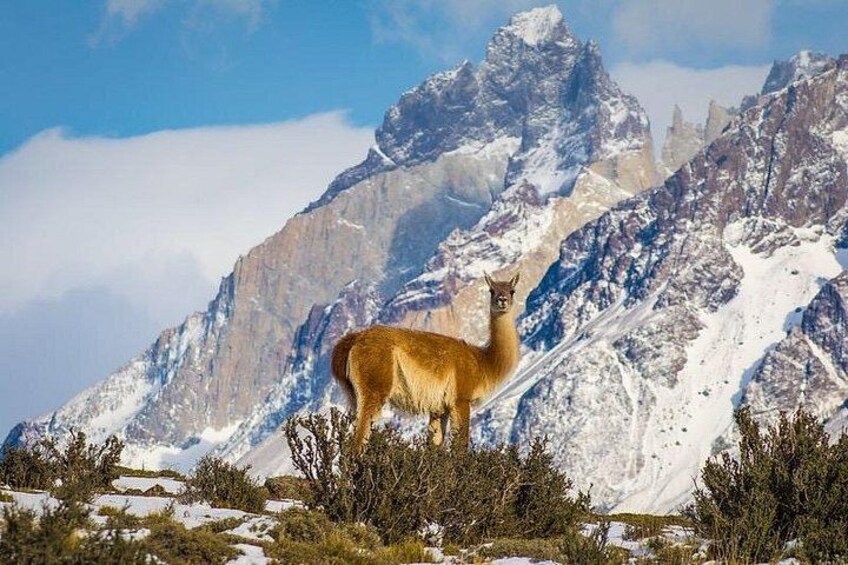 A mountain goat standing on a snow-covered peak with a rugged mountain range in the background. 2
