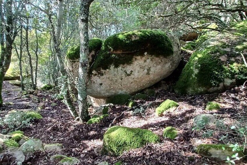 A forest with moss-covered rocks and trees. 3